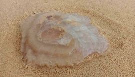 От купания на Банг-Тао лучше на время воздержаться. На пляж вынесло волнами крупных медуз