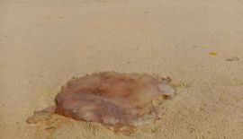 От купания на Банг-Тао лучше на время воздержаться. На пляж вынесло волнами крупных медуз