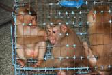 Россияне арестованы за бизнес на обезьянах