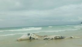 A death body of the Whales was found today at Surin Beach