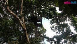 Министерство природных ресурсов и охраны окружающей среды во главе с генеральным директором Департамента лесного хозяйства провели проверку в Экстрим-парке Jungle Xtrem Adventures