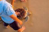 Phuket - 20th Sea Turtle Release