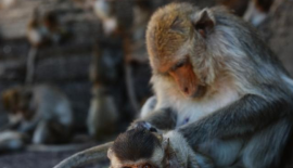 В Таиланде дикие обезьяны оголодали из-за отсутствия туристов, которые их обычно подкармливают. Животные сбиваются в огромные стаи и устраивают побоища даже за маленький кусочек еды.  О настоящем нашествии обезьян рассказали жители города Лопбури