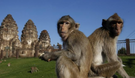 В Таиланде дикие обезьяны оголодали из-за отсутствия туристов, которые их обычно подкармливают. Животные сбиваются в огромные стаи и устраивают побоища даже за маленький кусочек еды.  О настоящем нашествии обезьян рассказали жители города Лопбури
