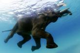 Elephant in the Sea