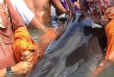 Экологи спасли карликового кашалота на пляже Патонга (фото Пхукет) - Environmentalists have rescued a pygmy sperm whale on the beach of Patong (Phuket photos)