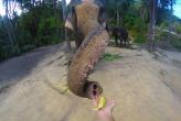 Тайский слон сделал первое в мире слоно-селфи