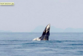 Огромный кит появился у берегов Пхукета