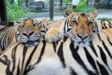 Парк «Королевство тигров»