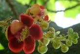 Вот как цветут фрукты Тайланда
