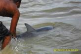 Дельфины на Патонге