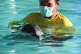 Лечение дельфинов