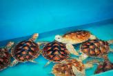 Mai Khao Marine Turtles