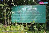 Little Amazon