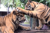 Парк «Королевство тигров»