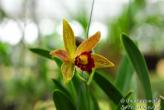 Phuket Orchid Lab