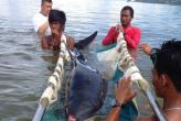 Экологи спасли карликового кашалота на пляже Патонга (фото Пхукет) - Environmentalists have rescued a pygmy sperm whale on the beach of Patong (Phuket photos)