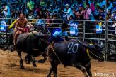 Гонки на быках в Чонбури 2014