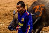 Гонки на быках в Чонбури 2014