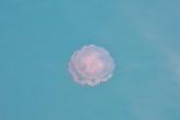 Нашествие медуз в районе Най Харн