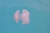 Нашествие медуз в районе Най Харн
