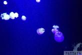 Океанариум «Подводный мир» (Underwater World)