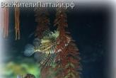 Океанариум «Подводный мир» (Underwater World)