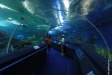 Океанариум в Паттайе или Подводный мир Паттаий