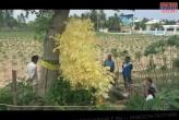 Золотое дерево удачи растет в Паттайе