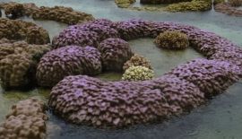 Редкое явление во время отлива на побережье Хуа Хина. Двухкилометровый участок пляжа в районе Банг Сапхан Ной представил уникальное зрелище морского дна со скрытой красотой коралловых рифов и гигантских моллюсков