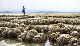 Редкое явление во время отлива на побережье Хуа Хина. Двухкилометровый участок пляжа в районе Банг Сапхан Ной представил уникальное зрелище морского дна со скрытой красотой коралловых рифов и гигантских моллюсков