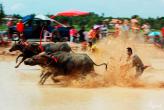 В Паттайе проходят гонки буйволов и утиная охота