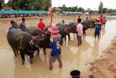 В Паттайе проходят гонки буйволов и утиная охота