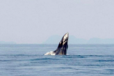 Огромный кит появился у берегов Пхукета