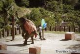 Слоны на Пхукете