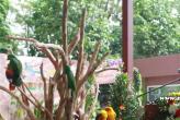 Phuket Bird Paradise - 11.12.13