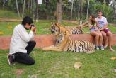 На Пхукете откроется парк «Королевство тигров»