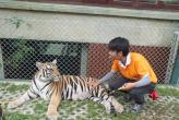 Tiger Kingdom Phuket