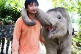 Полиция отыскала нелегалов среди слонов