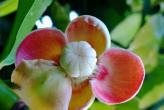 Вот как цветут фрукты Тайланда