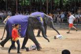 Шоу слонов в тропическом саду «Нонг Нуч»