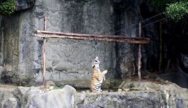 Открытый зоопарк Као Кео