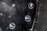 Шокирующие фото планктона под микроскопом (оказывается есть чем кусаться )