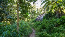 Водопад Хин Лад на Самуи : путь сквозь джунгли + секретное место