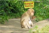 Зоопарк Khaow Kheow в Паттайе