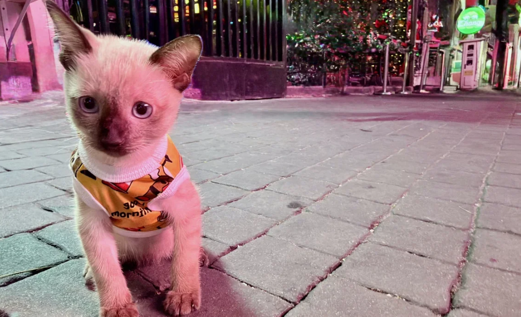 Кошки Таиланда вступают в борьбу за внимание туристов